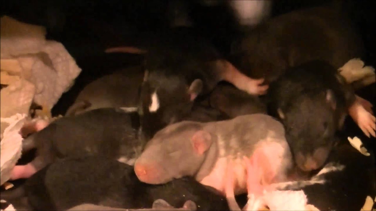 snake oil Rodent Update