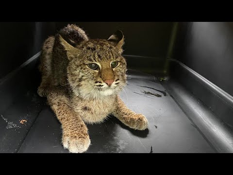 Video: Pet Scoop: Bobcat Kitten Diselamatkan Dari Fire Brush, Petugas Boneka Hewan Harimau