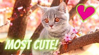 Top 10 Most Beautiful Cat Breeds You Didn’t Know About by Paw Venue 126 views 1 year ago 8 minutes, 46 seconds