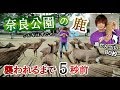 奈良公園の鹿に“鹿せんべい”を配りまくった結果、酸欠で撮影続行不可能www　Handed out rice crackers to deers in Nara Park.