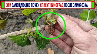 🍇 После ЗАМОРОЗКА на ВИНОГРАДЕ 16 дней. Обзор кустов после  заморозка. ЧТО и КАК помогло от мороза?