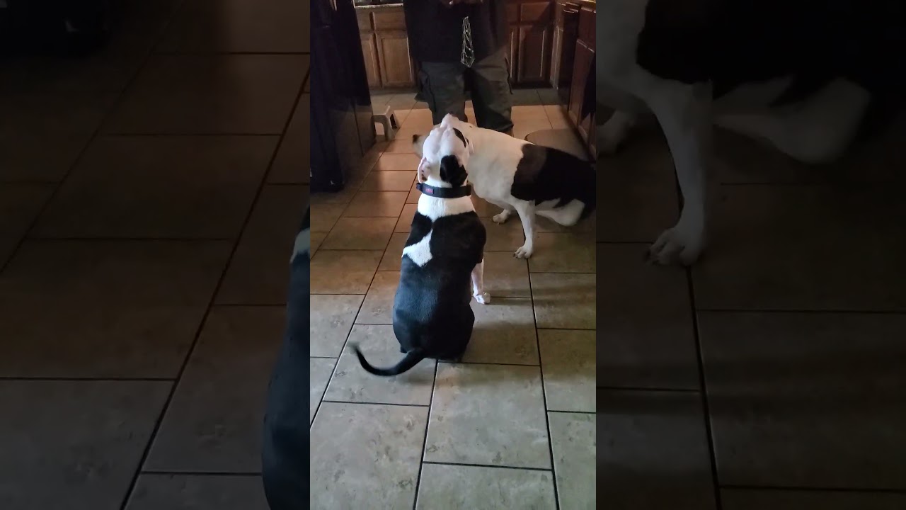 3 legged dog on the move!!