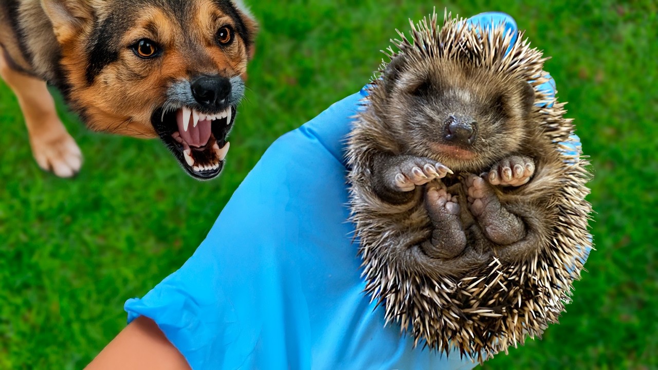 I Rescued A Baby Hedgehog
