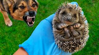 I Rescued A Baby Hedgehog