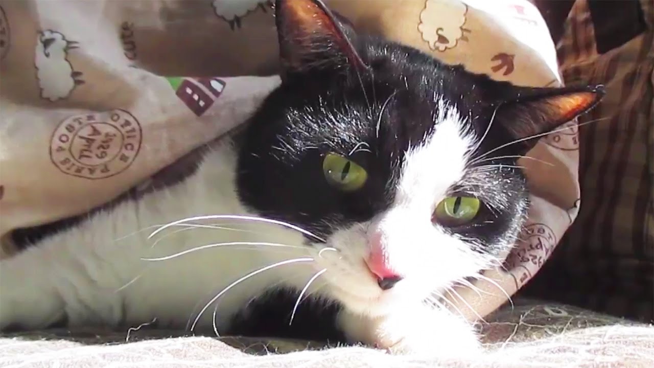 funny cats sleeping in weird positions compilation 2014 funnyplox 日向ぼっこを満喫する猫〜に甘えたり遊んだり...小春日和-The tuxedo cat which I take sunlight and play, and fawns.