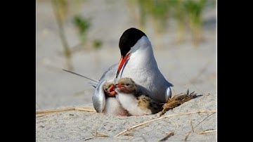 Seabird Nesting and Project Puffin by Brian Cammarano