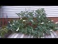 Blooming Moonflower Timelapse