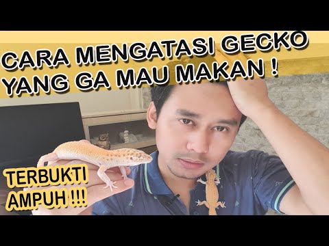 Video: Bantuan! Gecko saya tidak akan makan!