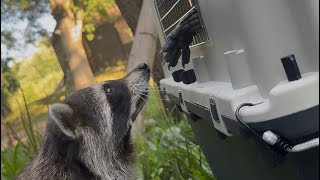 It Was Worth the Wait | Please Welcome Milton to Our Sanctuary’s Family