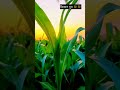 farming for kisan#viralvideo#youtubeshorts#shortsvideo#tractor#trending#tractorlover#short#farmer