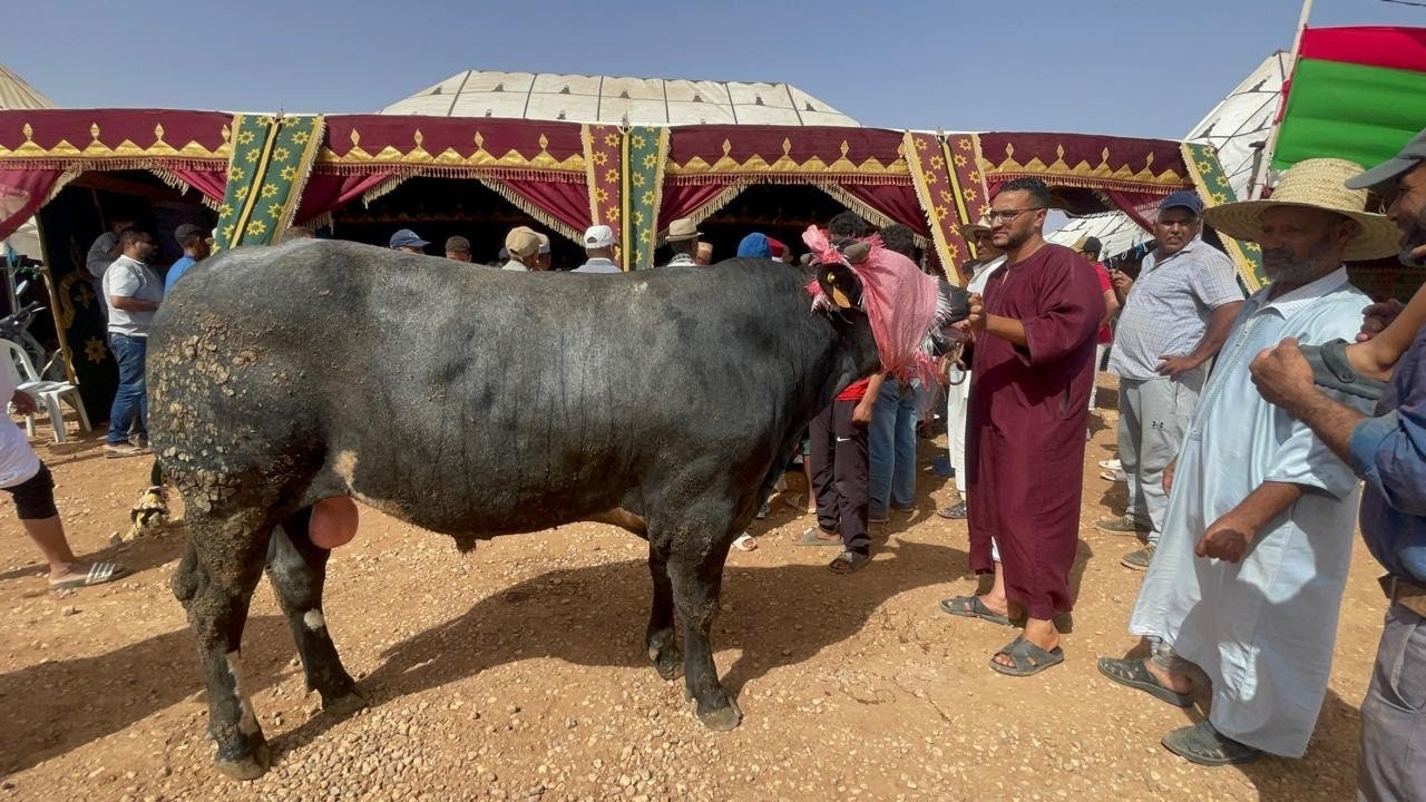 هدية من مولاي حسن الطالبي الى مهرجان دراع زيتون في شخصه منعم بوالدية.