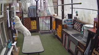 【ルンルンの裏庭】何か無いかしら?と入念にチェックをするリリー