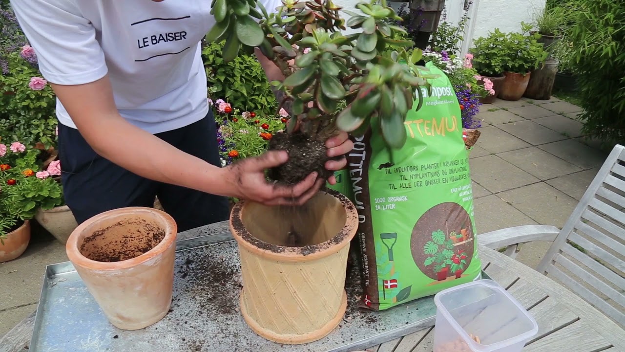 Omplant dine stueplanter med Frede fra Udkansk