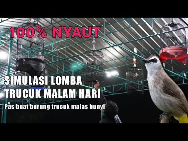 TERAPI SIMULASI GANTANG • PANCINGAN TRUCUKAN GACOR • BIKIN TRUCUK MALAS BUNYI JADI GACOR class=