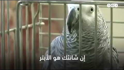 ببغاء يتلو سورا من القرآن الكريم ويردد الشهادتين في الأردن
