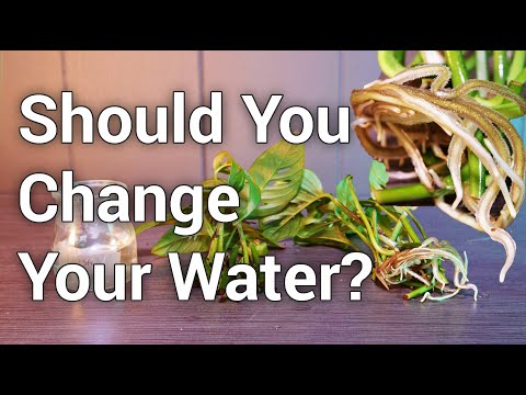 Should You Change Your Water When Propagating Houseplants