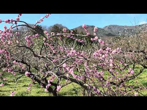 【南濃梅園】　岐阜県海津市　2026年34月8日（日） Gifu-Japan