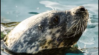 Zabawa i odgłosy fok szarych  (Zoo Gdańsk Oliwa)  |  Fun and sounds of grey seals