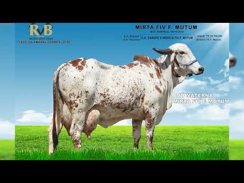 LOTE 55 JURECÊ RBV   CRBV0843