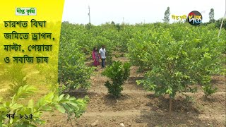 Deepto Krishi/দীপ্ত কৃষি-  চারশত বিঘা জমিতে ড্রাগন, মাল্টা, পেয়ারা ও সবজি চাষ | নাচোল | deepto tv