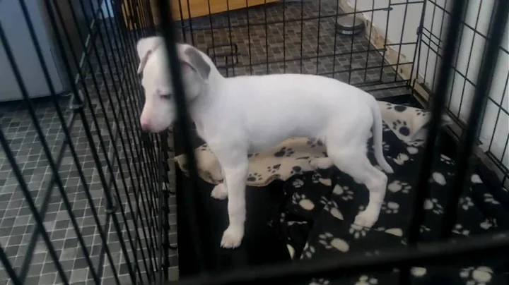 Whippet puppy (9 week old) 'Buddy's' first day in his new home Part 1!