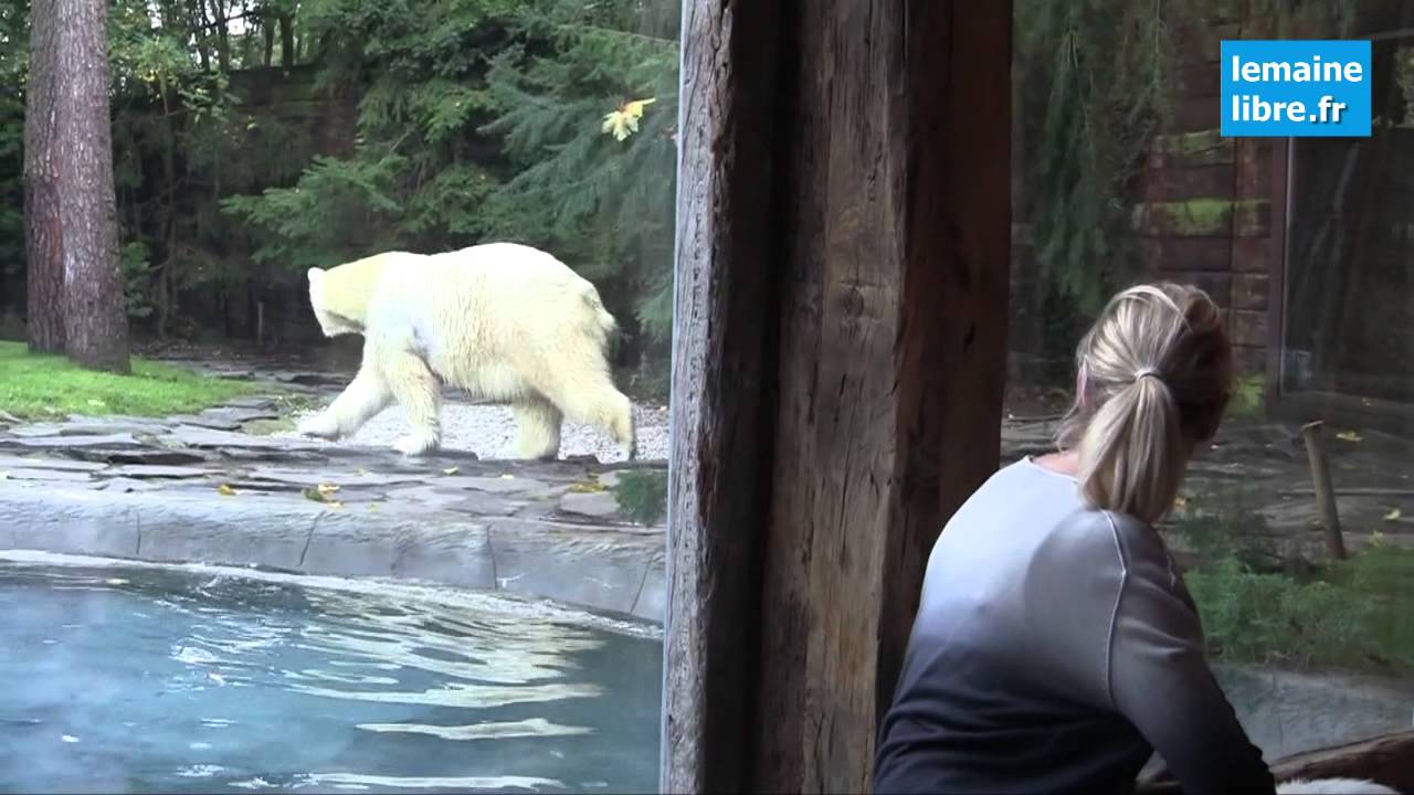 Ouverture Du Lodge Des Ours Polaires Au Zoo De La Flèche