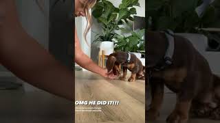 ⁣Dog Training Videos - Dog or Puppy Training Tips and Tricks 2022