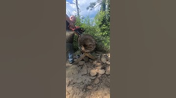 Nasty Ported Echo cs4910 #chainsaw #portedchainsaw