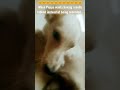 See an eight-month young #puppy ask for a belly rub #animals #dogs #bellyrubs #pets #shorts