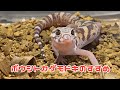 ボウシトカゲモドキのすすめ