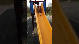 Shibe Dog Playing With Ball On a Swing