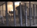 The Elephant Sanctuary | In Memory of Tina