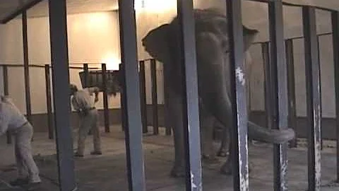 The Elephant Sanctuary | In Memory of Tina