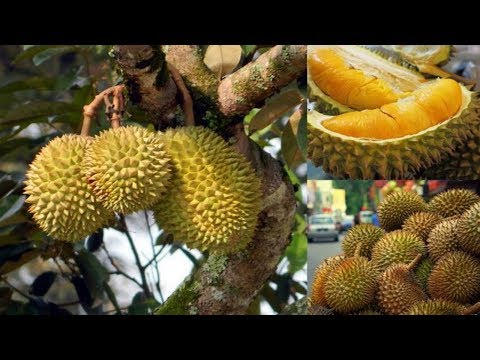 Os 10 Benefícios do Durian Para Saúde | Dicas de Saúde