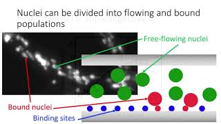Winner: Mycofluidics: Math & Fungi