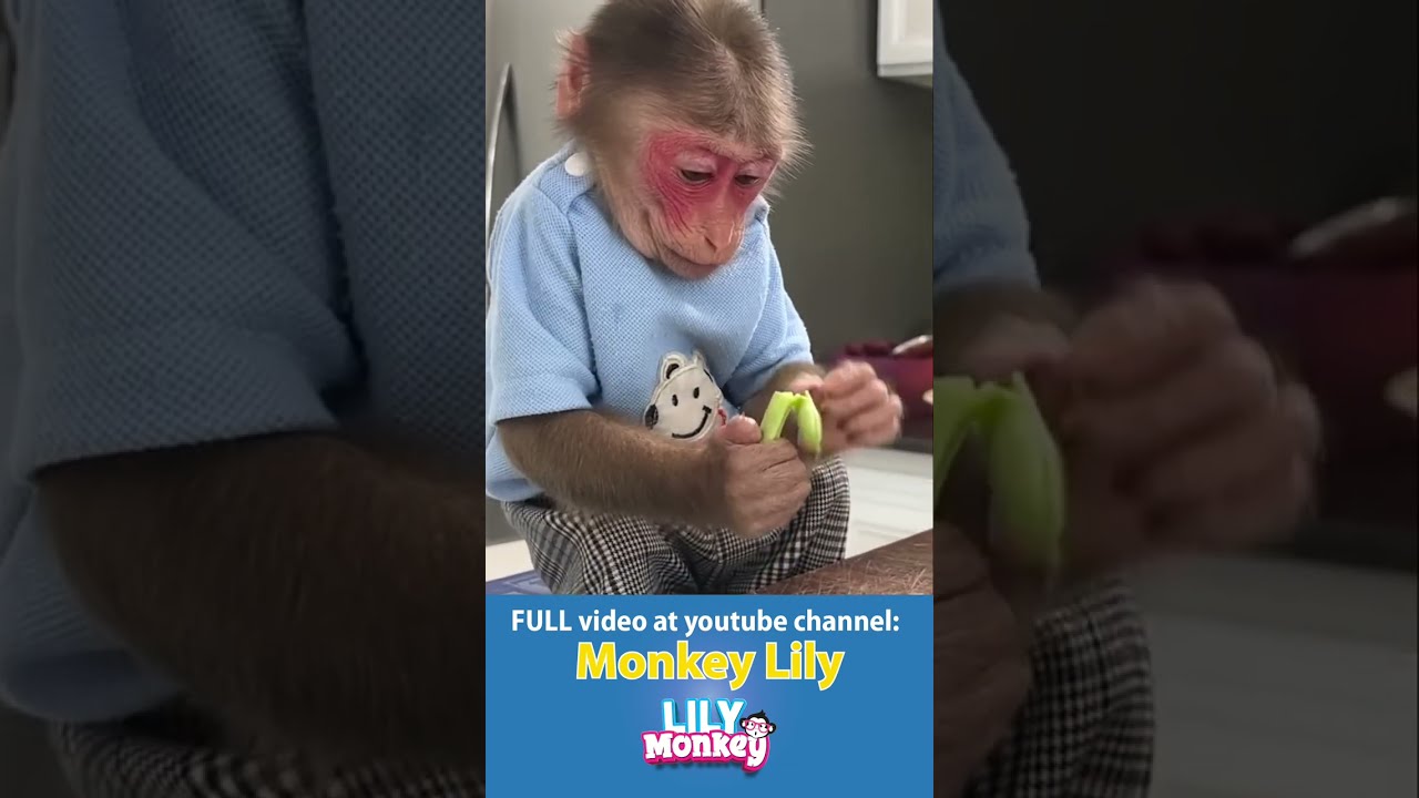 Monkey Chef He S Cooking Up Some Veggies Watch Him Shorts Short