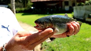 TRUTA | Um peixe de águas limpas e geladas!