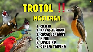 🔴 MURAI BATU TROTOL GACOR ‼️ MASTERAN TROTOLAN