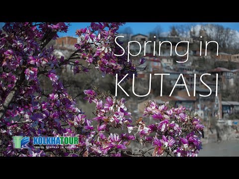 Spring In KUTAISI | Flowers | Magnolia | გაზაფხული ქუთაისში | მაგნოლია | ყვავილი