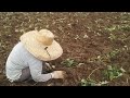 Kamote farming or sweet potato basic guide and tips (how to plant sweet potatoes#farming