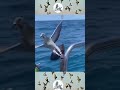 الحمام الزاجل وصط البحر مزاب البحر Pigeon الحمام الزاجل وصط البحر مزاب البحر Pigeon