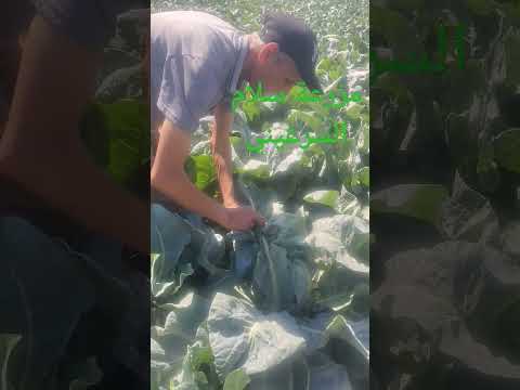 احسن طريقة غطاء شيفرون بالمغرب  