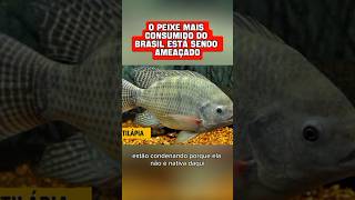 O PEIXE MAIS CONSUMIDO NO BRASIL ESTÁ SENDO AMEAÇADO #fazenda #sitio #agro