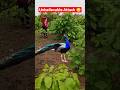 Shocking Peacock Hunting in Forest 😱 | Amazing Bird Catching Moment | Rare Wildlife Video #birds