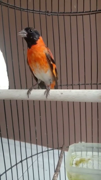 jarang yang punya RED SISKIN KLASIK GACOR