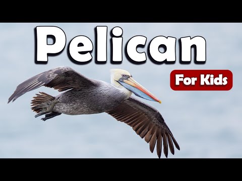 Pelicans Bird for Kids | Learn About Birds for Kids | Learn about Pelican for Kids