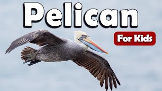 Pelicans Bird for Kids | Learn About Birds for Kids | Learn about Pelican for Kids