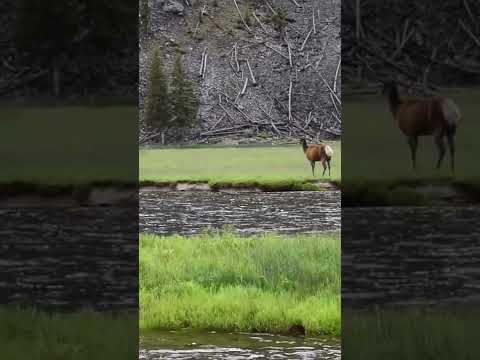 Elk Yellowstone National Park. Don’t forget to hit the like button!