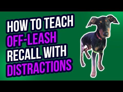 how-to-teach-off-leash-recall-with-distractions