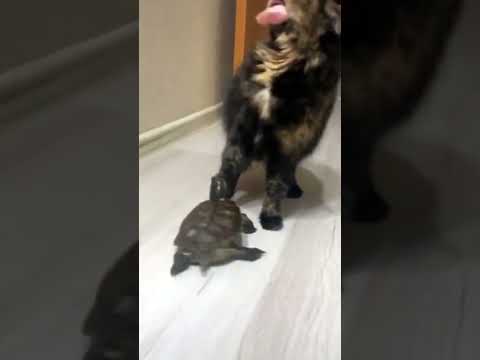 Черепаха & кот 🐢+🐈.#4294 #satisfyingvideo#satisfying#oddlysatisfying#shorts